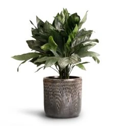 Chamaedorea Metallica - Metallic Palm -HousePlants Shop Chamaedorea metallica Metallic Palm 21x60cm Luxe Lite Comet Cylinder Planter Bronze 28x27cm 18c6c196 c20d 4898 8c26 0ea6a3a6a57e