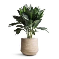 Chamaedorea Metallica - Metallic Palm -HousePlants Shop Chamaedorea metallica Metallic Palm 21x70cm Dune Darcy Planter Oat 30x26cm
