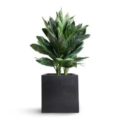 Fleur Natural Planter - Black -HousePlants Shop Chamaedorea metallica Metallic Palm 21x70cm Fleur Natural Planter Black 25x25x25cm