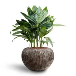 Luxe Lite Waterfall Globe Planter - Bronze -HousePlants Shop Chamaedorea metallica Metallic Palm Hydroculture Luxe Lite Waterfall Globe Planter Bronze