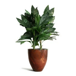 Chamaedorea Metallica - Metallic Palm -HousePlants Shop Chamaedorea metallica Metallic Palm Livin Beauty Flowerpot Copper Matt Smooth