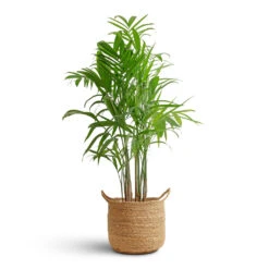 Chamaedorea Seifrizii - Bamboo Palm -HousePlants Shop Chamaedorea seifrizii Bamboo Palm 21x100cm Nelis Plant Basket Natural 28x27cm 08c48529 b4f6 47a0 b412 9d31ad5766e3