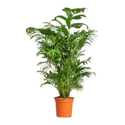Chamaedorea Seifrizii - Bamboo Palm -HousePlants Shop Chamaedorea seifrizii Bamboo Palm 21x80cm