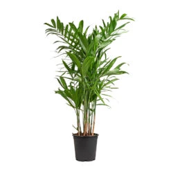 Chamaedorea Seifrizii - Bamboo Palm -HousePlants Shop Chamaedorea seifrizii Bamboo Palm 21x80cm 5547