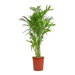 Chamaedorea Seifrizii - Bamboo Palm -HousePlants Shop Chamaedorea seifrizii Bamboo Palm 27x140cm 5552