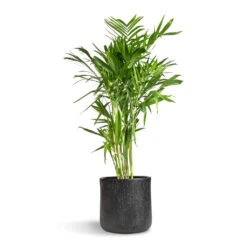 Chamaedorea Seifrizii - Bamboo Palm -HousePlants Shop Chamaedorea seifrizii Bamboo Palm 27x140cm Raindrop Round Planter Anthracite 34x32cm 5555 2ae185f6 7e54 4f32 a9fe 61491abd3259