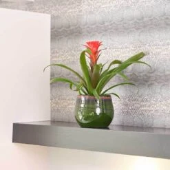 Charlotte Plant Pot - Green -HousePlants Shop Charlotte Plant Pot Green Houseplant