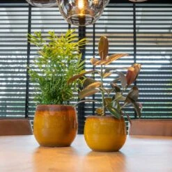 Charlotte Plant Pot - Spiced Ochre -HousePlants Shop Charlotte Plant Pot Ochre