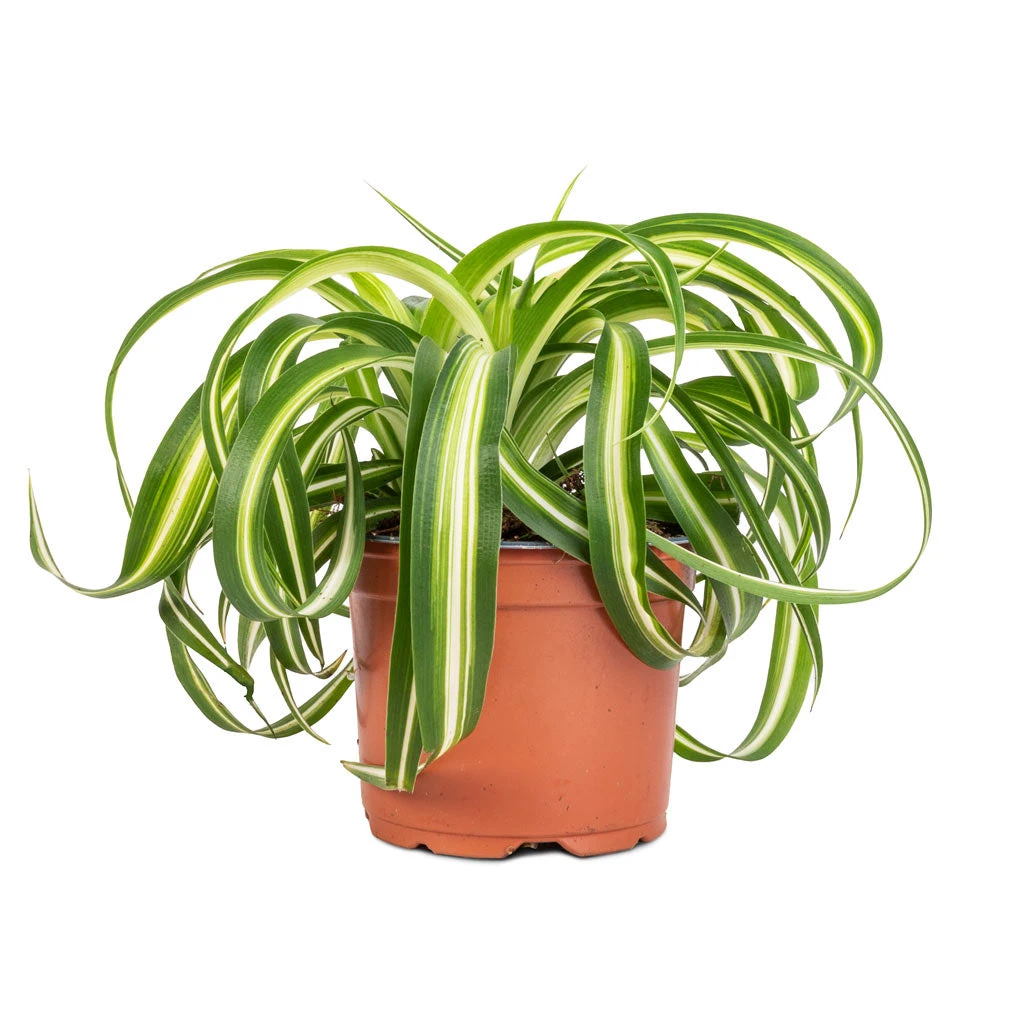 Chlorophytum Bonnie - Curly Spider Plant 7 Chlorophytum Bonnie - Curly Spider Plant - Image 5