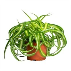 Chlorophytum Bonnie - Curly Spider Plant 27 Chlorophytum Bonnie - Curly Spider Plant -HousePlants Shop Chlorophytum Bonnie Curly Spider Plant 12x25cm