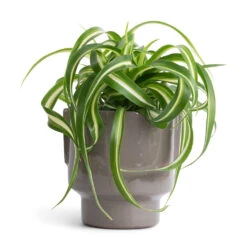 Chlorophytum Bonnie - Curly Spider Plant 31 Chlorophytum Bonnie - Curly Spider Plant -HousePlants Shop Chlorophytum Bonnie Curly Spider Plant 12x25cm Aries Handles Plant Pot Charcoal 14x15cm 342136f2 ed6c 4efd 8f6c c55d02a5d88e