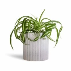 Chlorophytum Bonnie - Curly Spider Plant 34 Chlorophytum Bonnie - Curly Spider Plant -HousePlants Shop Chlorophytum Bonnie Curly Spider Plant 12x25cm Azalea Ribbed Plant Pot Speckled Grey Stone 15x15cm 4829111a 6efd 42d0 90f5 6736f40e4e80