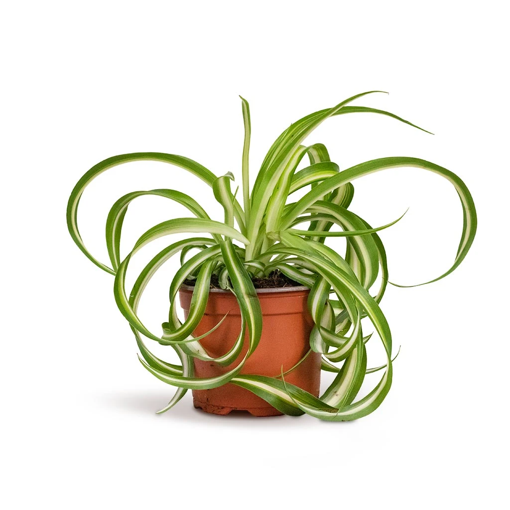Chlorophytum Bonnie - Curly Spider Plant 5 Chlorophytum Bonnie - Curly Spider Plant - Image 3