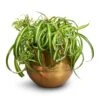 Chlorophytum Bonnie - Curly Spider Plant -HousePlants Shop Chlorophytum Bonnie Curly Spider Plant 20x50cm Ayka Metal Plant Pots Set4 Large Old Camel