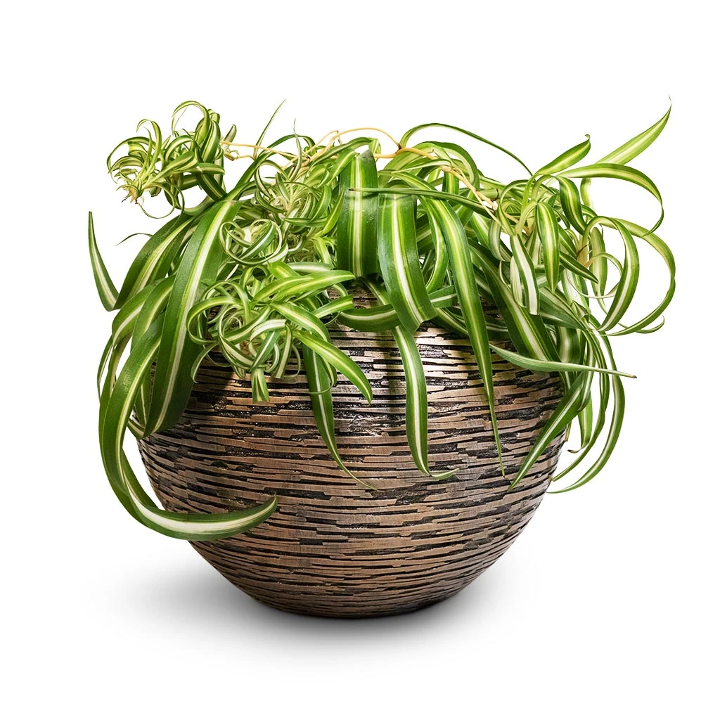Chlorophytum Bonnie - Curly Spider Plant 8 Chlorophytum Bonnie - Curly Spider Plant - Image 6