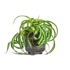 Chlorophytum Bonnie - Curly Spider Plant 30 Chlorophytum Bonnie - Curly Spider Plant -HousePlants Shop Chlorophytum Bonnie Curly Spider Plant Denise Plant Pot Blue Bronze
