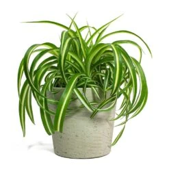 Chlorophytum Bonnie - Curly Spider Plant 37 Chlorophytum Bonnie - Curly Spider Plant -HousePlants Shop Chlorophytum Bonnie Curly Spider Plant Mini Bucket Plant Pot Grey Washed 44eb0987 37e1 43bb 8493 fcf4ddb826e4