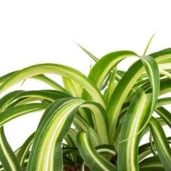 Chlorophytum Bonnie - Curly Spider Plant 29 Chlorophytum Bonnie - Curly Spider Plant -HousePlants Shop Chlorophytum Bonnie Curly Spider Plant SWATCH 330a72e9 cff4 4436 93a2 50f10d1b4e97