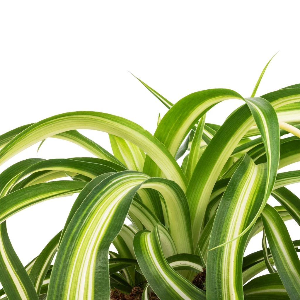 Chlorophytum Bonnie - Curly Spider Plant 11 Chlorophytum Bonnie - Curly Spider Plant - Image 9