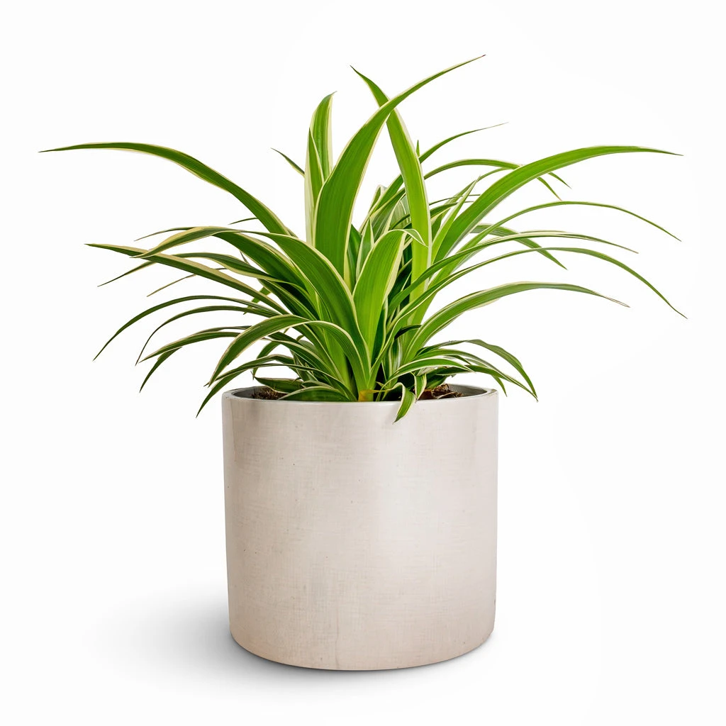 Lazzaro Plant Pot - Linen Effect 7 Lazzaro Plant Pot - Linen Effect - Image 5