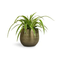 Chlorophytum Ocean - Spider Plant 29 Chlorophytum Ocean - Spider Plant -HousePlants Shop Chlorophytum Ocean Spider Plant 12x20cm Lydia Plant Pot Shiny Green 15x13cm 651bba19 1722 43ed ad58 da97288f0d16