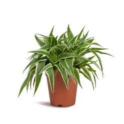 Chlorophytum Ocean - Spider Plant 26 Chlorophytum Ocean - Spider Plant -HousePlants Shop Chlorophytum Ocean Spider Plant 15x25cm