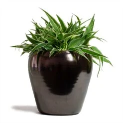 Amora Plant Pot - Black Gold -HousePlants Shop Chlorophytum Ocean Spider Plant 15x25cm Amora Plant Pot Black Gold 21x21cm