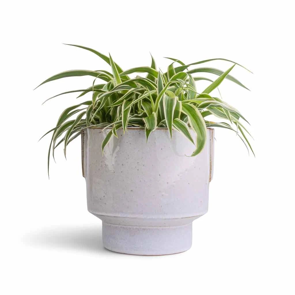 Chlorophytum Ocean - Spider Plant 12 Chlorophytum Ocean - Spider Plant - Image 10