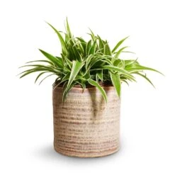 Chlorophytum Ocean - Spider Plant 27 Chlorophytum Ocean - Spider Plant -HousePlants Shop Chlorophytum Ocean Spider Plant 15x25cm Hera Plant Pot Ivory 17x16cm 0127c8a0 5ca1 4f6d bc48 dd16dac6c0ac