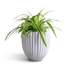 Chlorophytum Ocean - Spider Plant 30 Chlorophytum Ocean - Spider Plant -HousePlants Shop Chlorophytum Ocean Spider Plant 15x25cm Lagos Plant Pot Cement 20x20cm