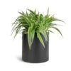 Chlorophytum Ocean - Spider Plant -HousePlants Shop Chlorophytum Ocean Spider Plant 15x25cm Puk Natural Planter Matt Black 20x20cm 1 5ac46bf5 141b 4b3a a773 93344157b9d4
