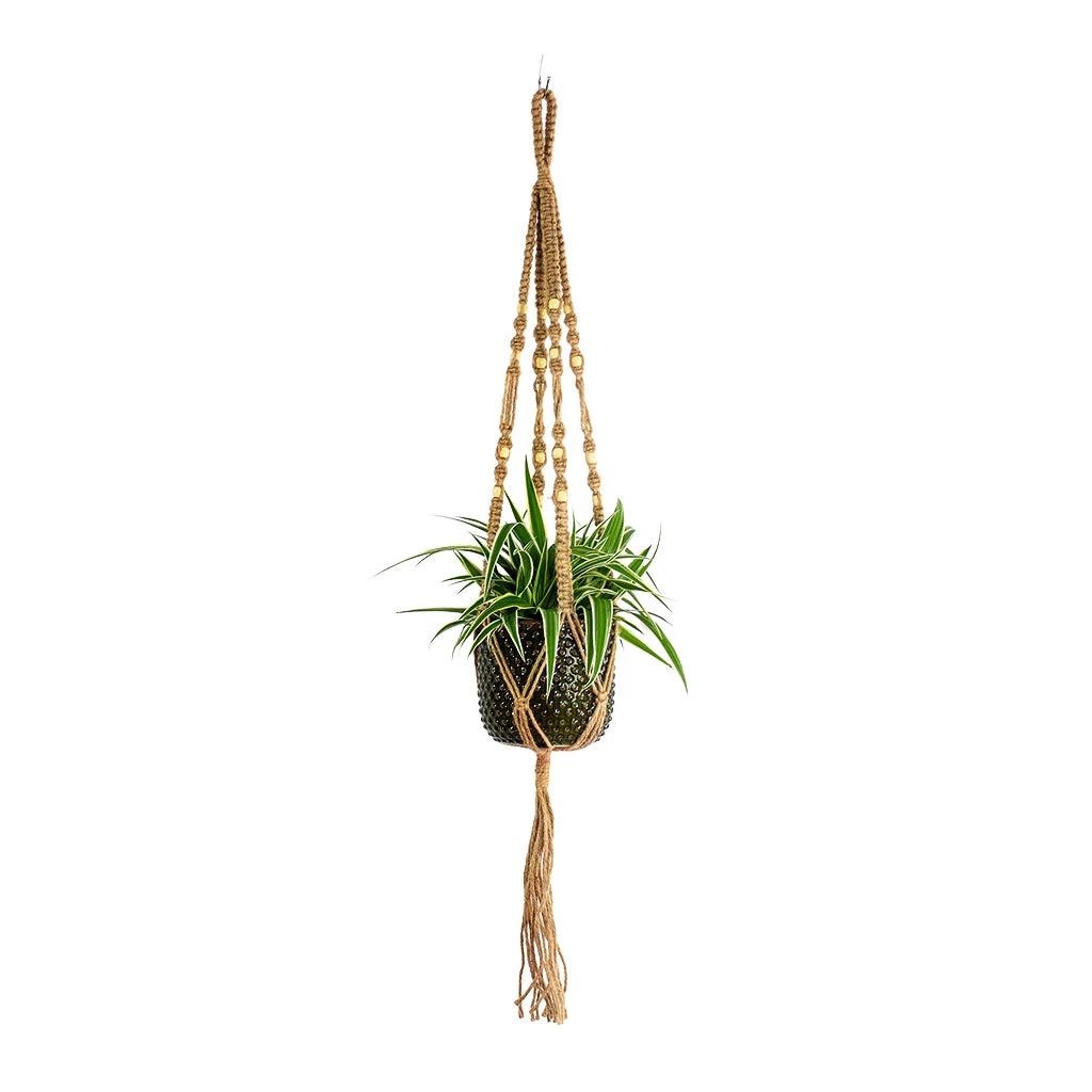Chlorophytum Ocean - Spider Plant 17 Chlorophytum Ocean - Spider Plant - Image 15