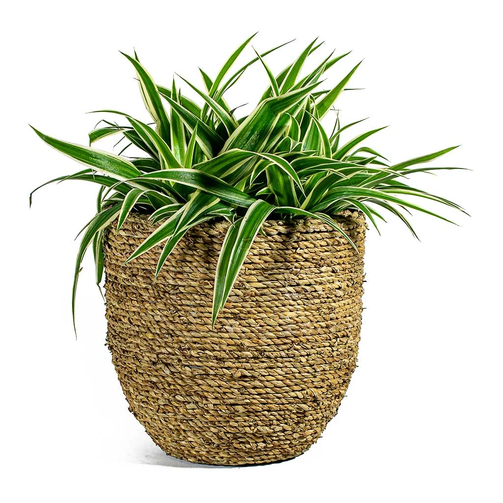 Chlorophytum Ocean - Spider Plant 20 Chlorophytum Ocean - Spider Plant - Image 18