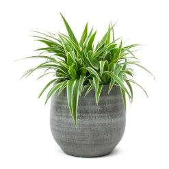 Chlorophytum Ocean - Spider Plant 35 Chlorophytum Ocean - Spider Plant -HousePlants Shop Chlorophytum Ocean Spider Plant Esra Plant Pot Mystic Grey