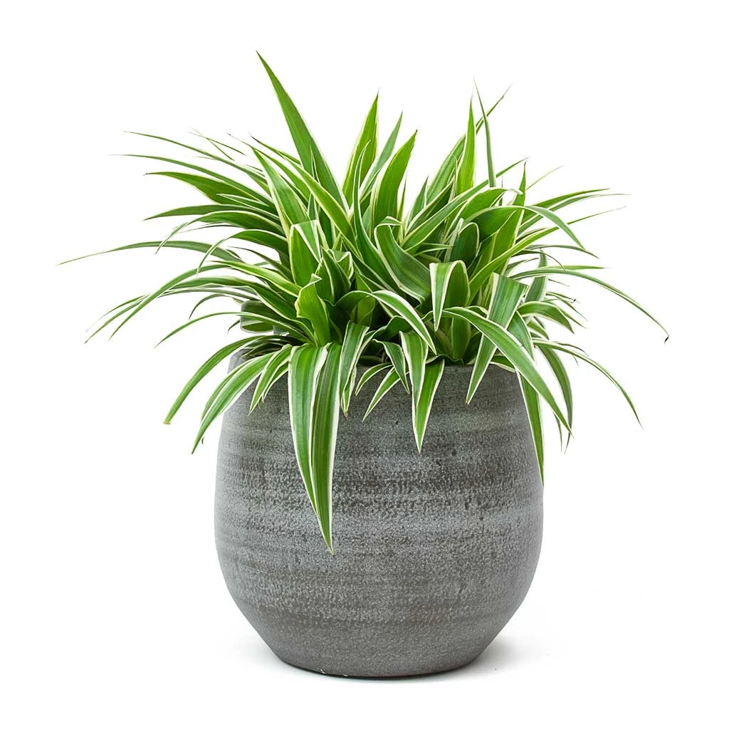 Chlorophytum Ocean - Spider Plant 16 Chlorophytum Ocean - Spider Plant - Image 14