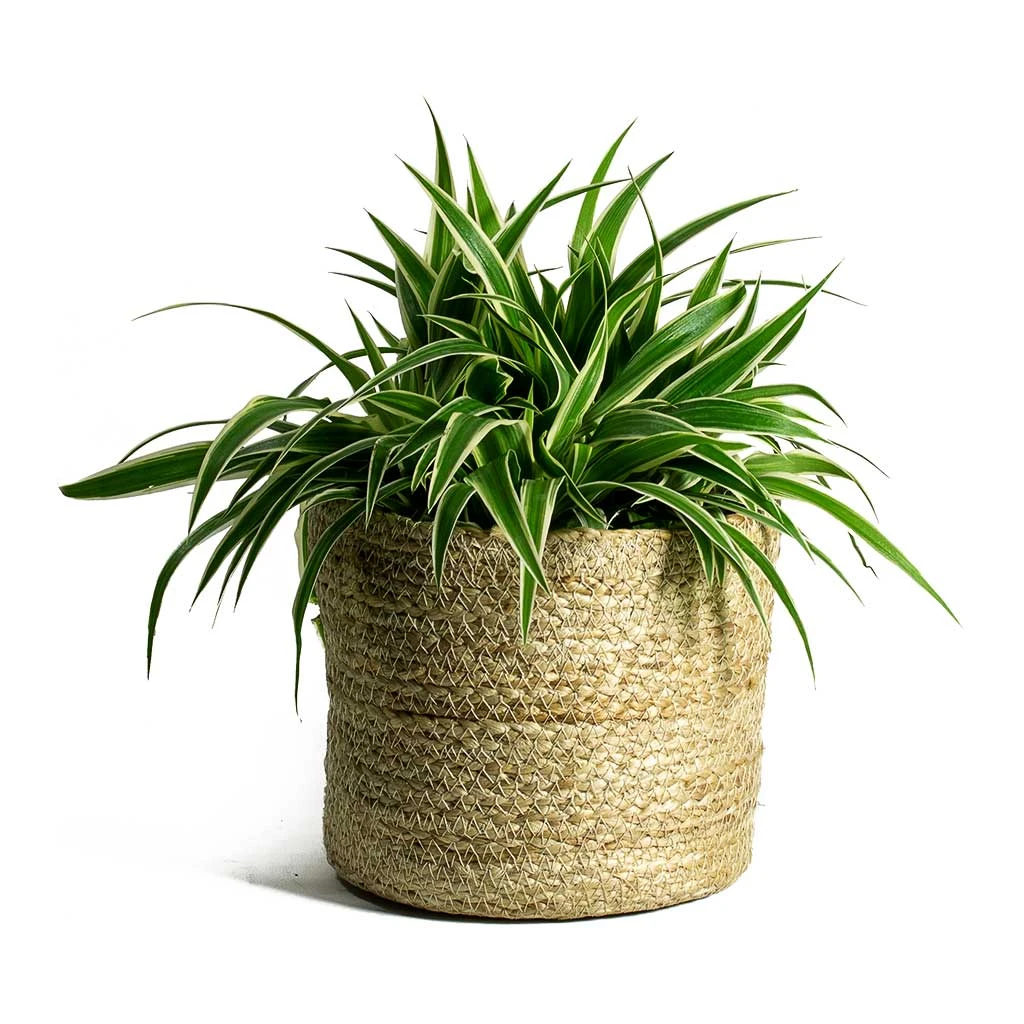 Chlorophytum Ocean - Spider Plant 21 Chlorophytum Ocean - Spider Plant - Image 19
