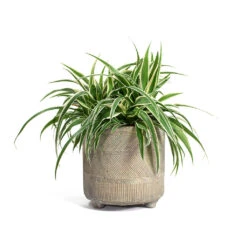 Chlorophytum Ocean - Spider Plant 37 Chlorophytum Ocean - Spider Plant -HousePlants Shop Chlorophytum Ocean Spider Plant Nola Plant Pot Shiny Earth e64beb8b 54a0 4763 8e2c 8ff9a05ff0fa