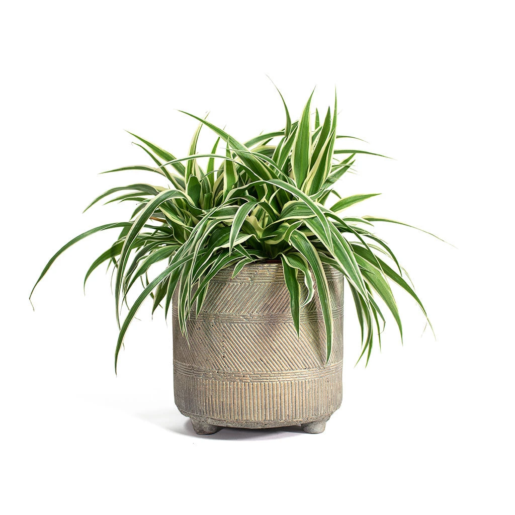 Chlorophytum Ocean - Spider Plant 18 Chlorophytum Ocean - Spider Plant - Image 16