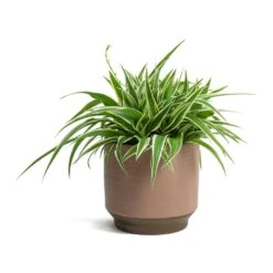 Chlorophytum Ocean - Spider Plant 32 Chlorophytum Ocean - Spider Plant -HousePlants Shop Chlorophytum Ocean Spider Plant Suze Plant Pot Pink 0dfe8f94 3f4e 414c abe0 757ae1a43331