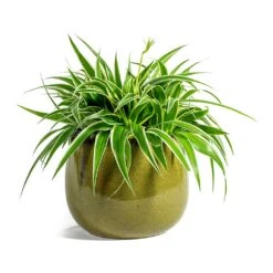 Chlorophytum Ocean - Spider Plant 34 Chlorophytum Ocean - Spider Plant -HousePlants Shop Chlorophytum Ocean Spider Plant odile moss plant pot 19cm