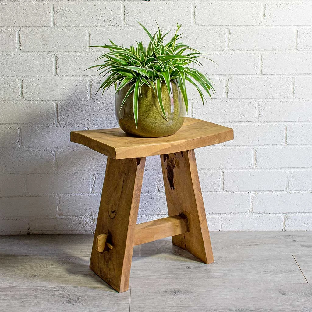 Chlorophytum Ocean - Spider Plant 14 Chlorophytum Ocean - Spider Plant - Image 12