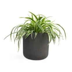 Chlorophytum Variegatum - Spider Plant 18 Chlorophytum Variegatum - Spider Plant -HousePlants Shop Chlorophytum Variegatum Spider Plant 19x60cm Charlie Plant Pot Black Washed 25x24cm 2