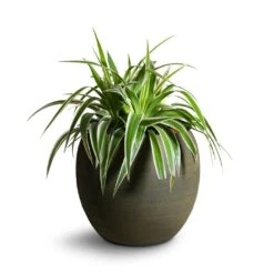 Chlorophytum Variegatum - Spider Plant 20 Chlorophytum Variegatum - Spider Plant -HousePlants Shop Chlorophytum Variegatum Spider Plant 19x60cm Dex Plant Pot Forrest 28x25cm