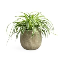 Chlorophytum Variegatum - Spider Plant 19 Chlorophytum Variegatum - Spider Plant -HousePlants Shop Chlorophytum Variegatum Spider Plant 19x60cm Feico Plant Pot Mint Grey 25x21cm