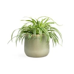 Chlorophytum Variegatum - Spider Plant 22 Chlorophytum Variegatum - Spider Plant -HousePlants Shop Chlorophytum Variegatum Spider Plant 19x60cm Iris Plant Pot Mint 26x21cm
