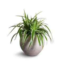 Mini Orb Kevan Plant Pot - Grey Washed -HousePlants Shop Chlorophytum Variegatum Spider Plant 19x60cm Mini Orb Kevan Plant Pot Grey Washed 25x21cm b3ebf995 559f 4d7d 976b c5e46c2dae71