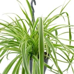 Chlorophytum Variegatum - Spider Plant 21 Chlorophytum Variegatum - Spider Plant -HousePlants Shop Chlorophytum Variegatum Spider Plant Leaves