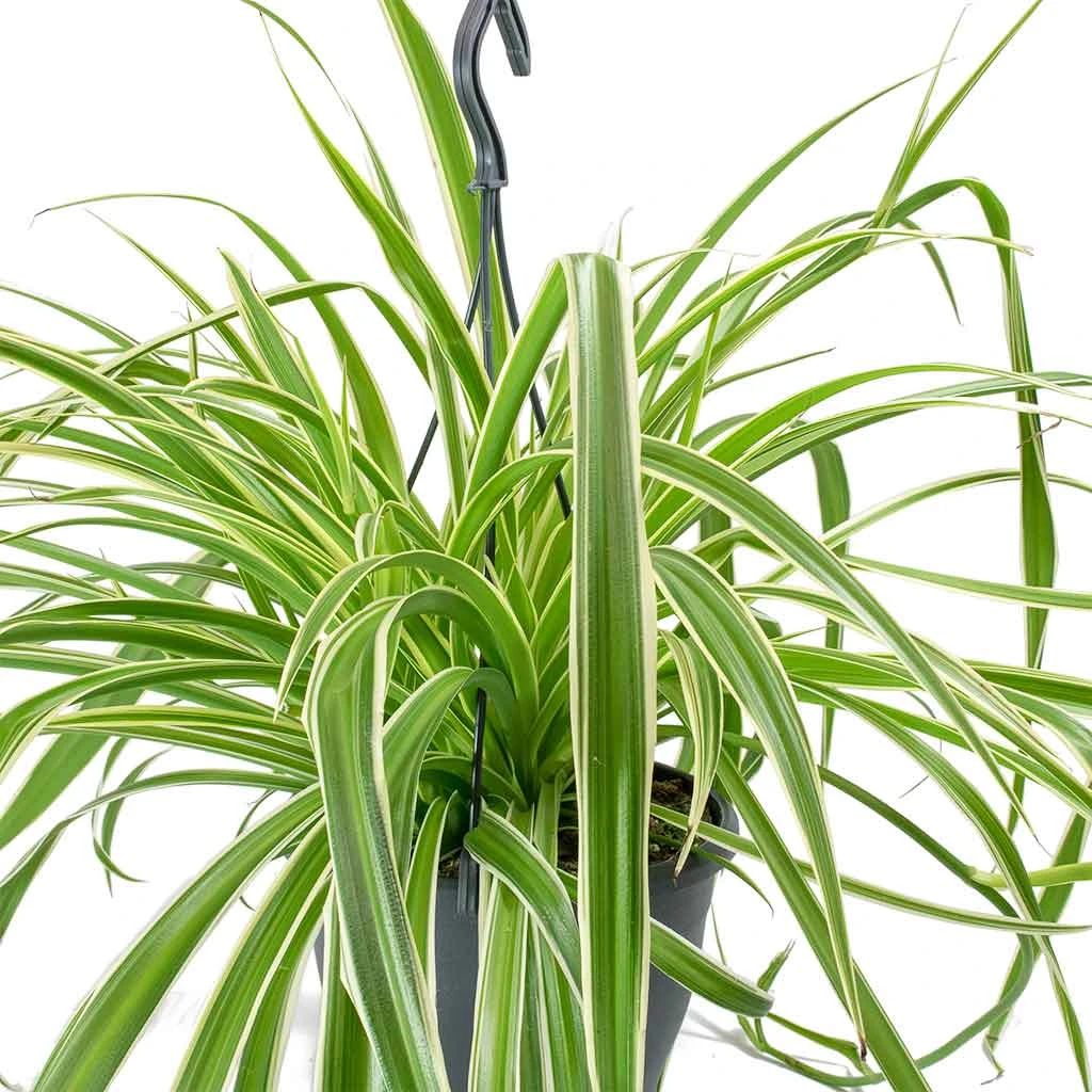 Chlorophytum Variegatum - Spider Plant 11 Chlorophytum Variegatum - Spider Plant - Image 9