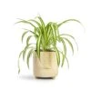Chlorophytum Vittatum - Spider Plant -HousePlants Shop Chlorophytum Vittatum Spider Plant 12x35cm Bilbao Plant Pot Pale Jade 14x14cm
