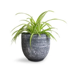 Chlorophytum Vittatum - Spider Plant 15 Chlorophytum Vittatum - Spider Plant -HousePlants Shop Chlorophytum Vittatum Spider Plant 12x35cm Cas Plant Pot Anthracite 15x13cm f6d5a86b 78df 49d7 8422 877c8d2d7990